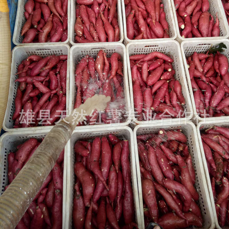 产地直销新鲜济薯26 香甜板栗味红薯，优质食用农产品批发优选
