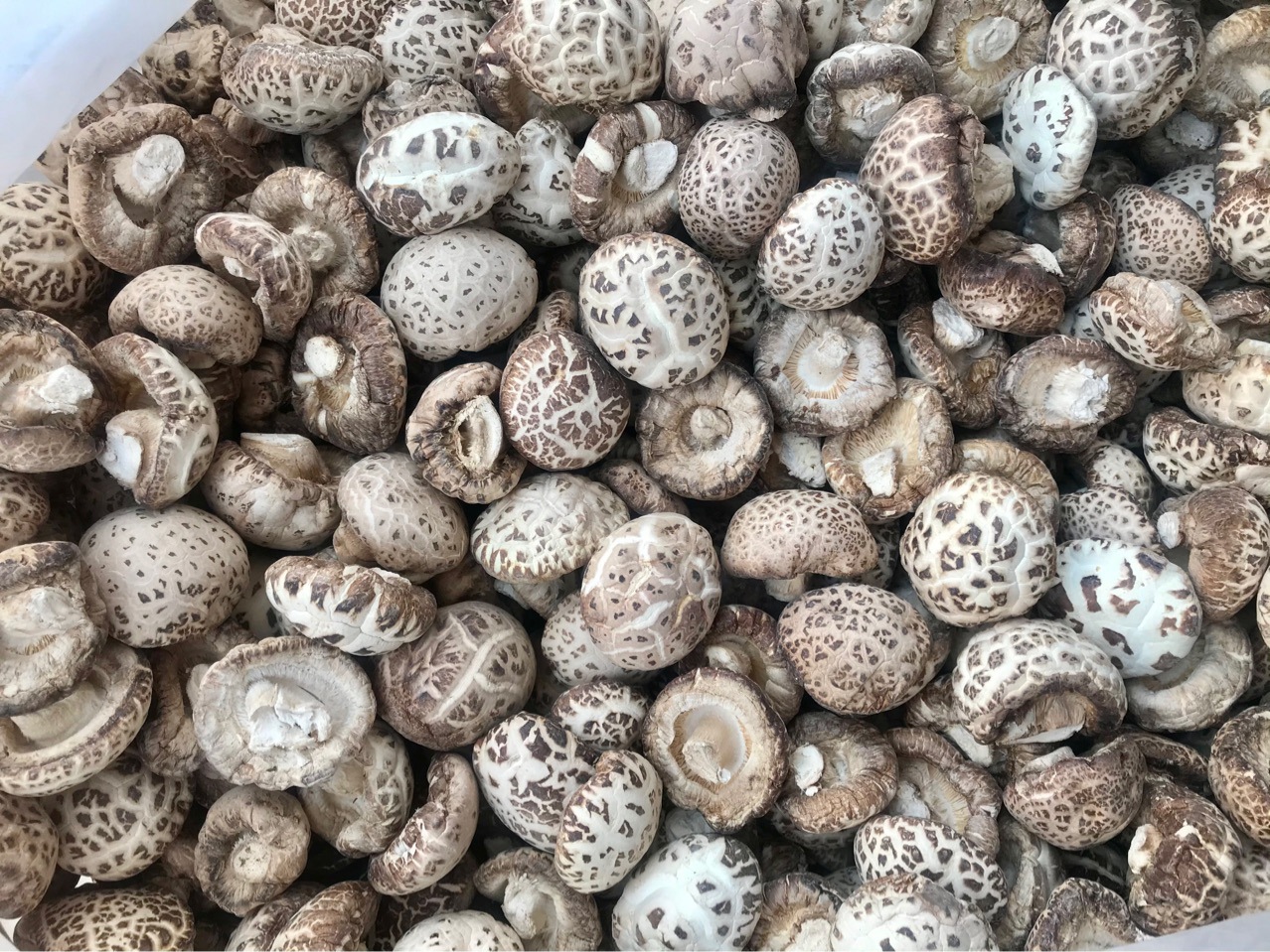泌阳天白花菇干香醇 花足力丰市场新姿态