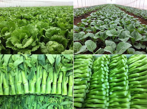 本土农产品供应链优化 莞美生鲜配送深圳光明的食用农产品批发实践