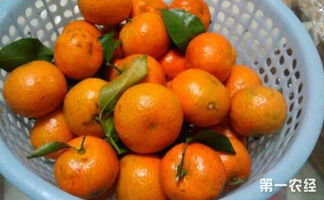 青海通报9批次不合格食品，芥麦面铅超标引关注